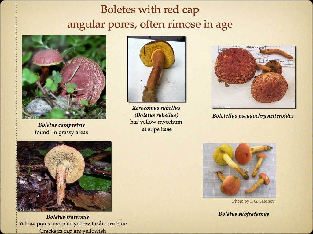 BOLETES.053