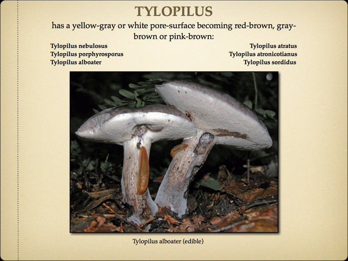 BOLETES.054-001