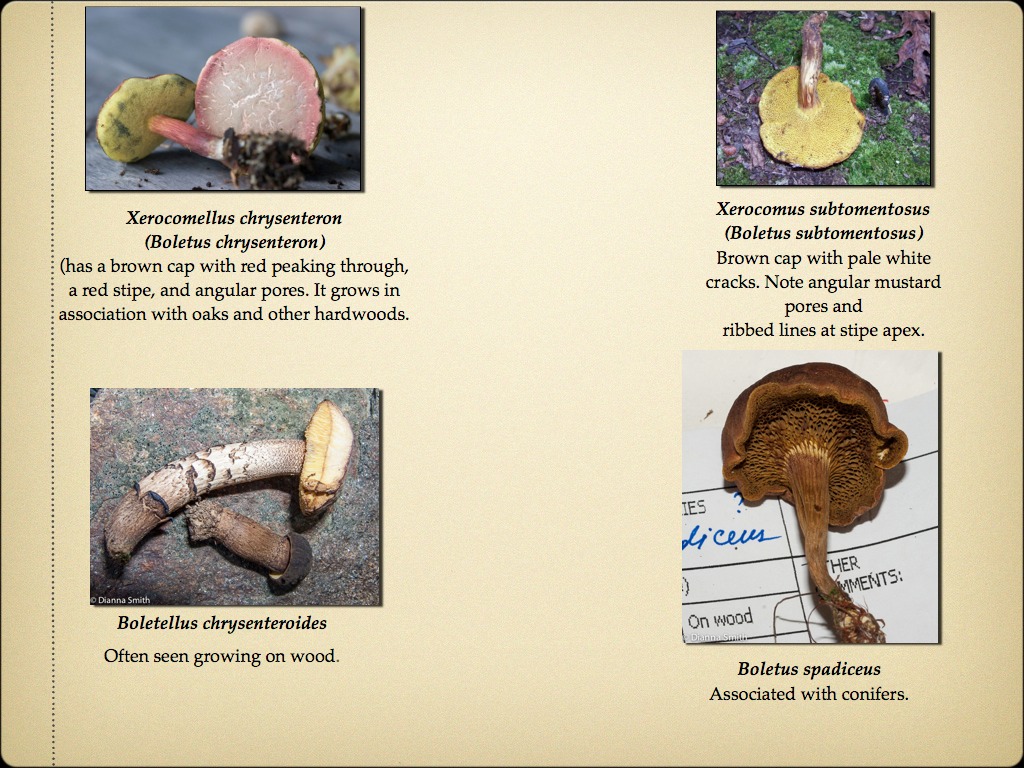 BOLETES.054