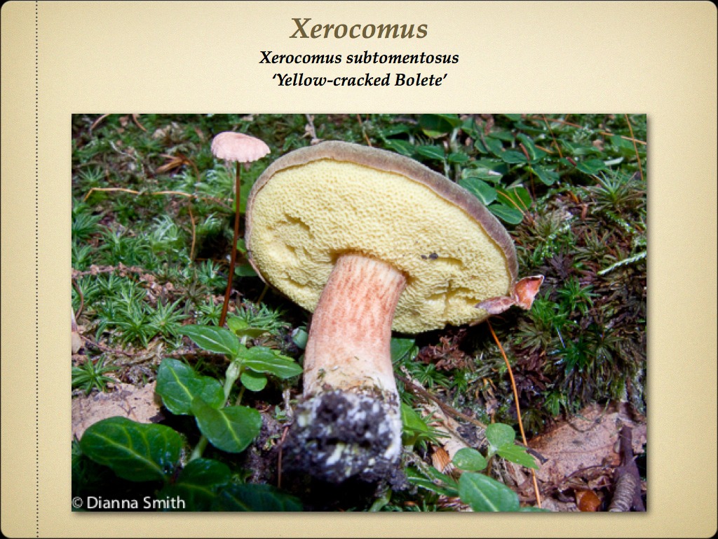 BOLETES.054