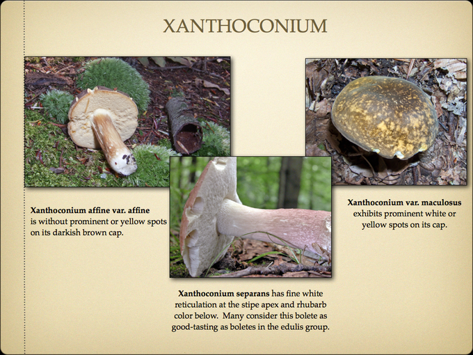 BOLETES.056-001