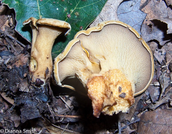 Boletinellus merulioides (Gyrodon merulioides)0104