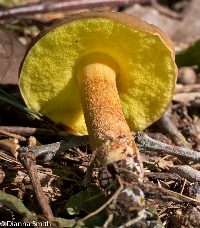 Boletus auriporus1010989