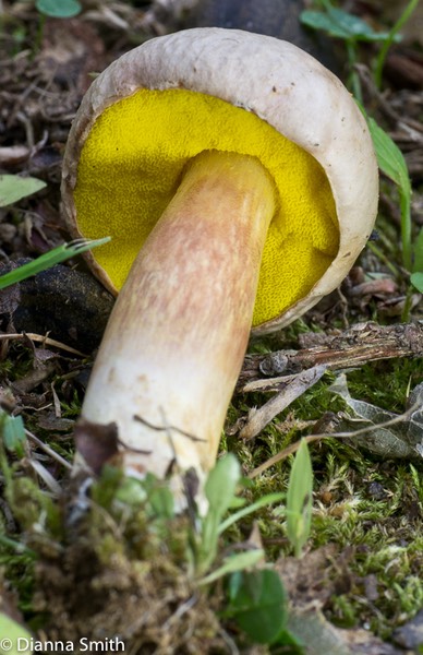 Boletus auriporus1020168