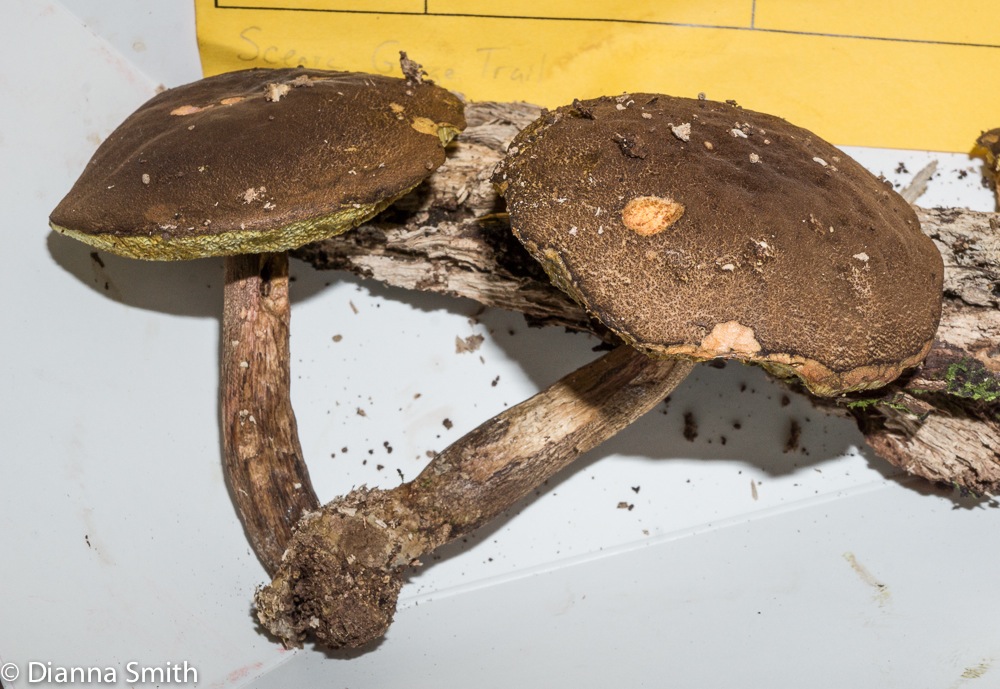 Boletus chrysenteroides01439