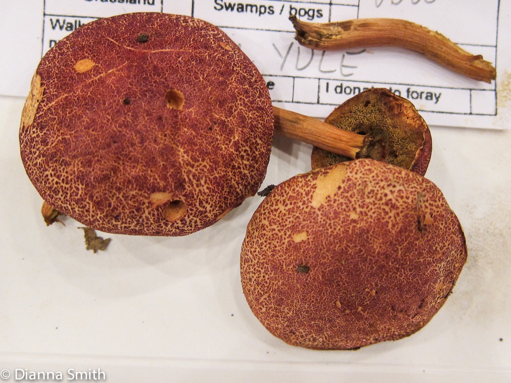 Boletus chrysenteron_2222