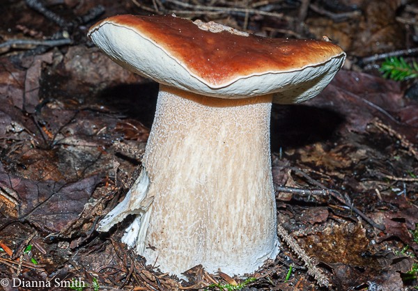 Boletus edulis .02732
