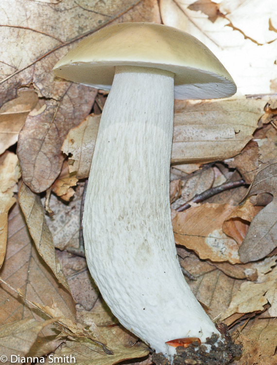 Boletus variipes 00355