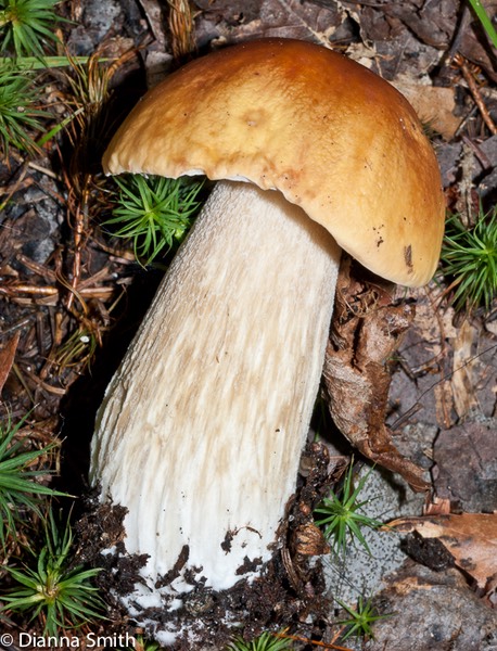 Boletus edulis 02480