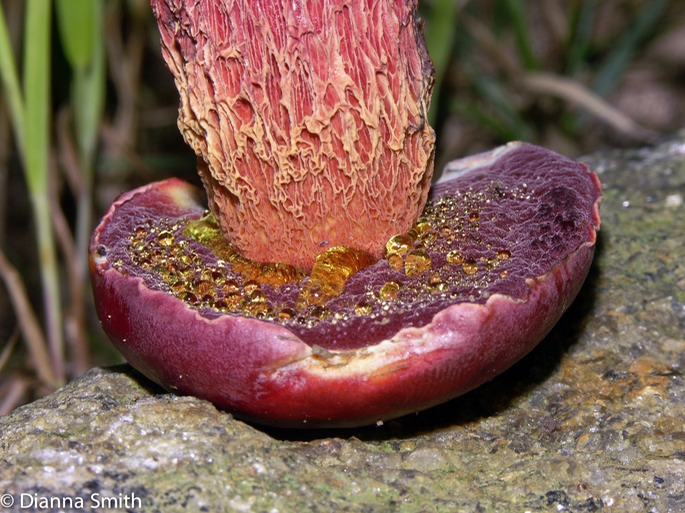 Boletus frostii2696