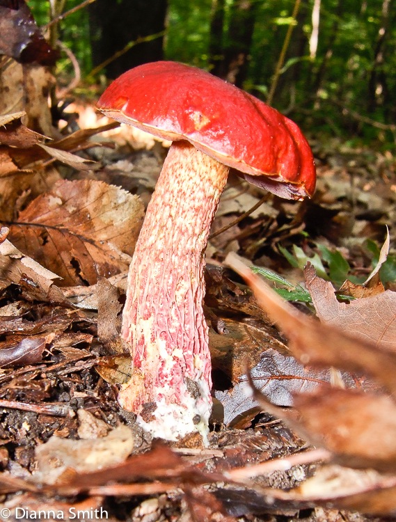 Boletus frostii9151