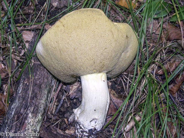 Boletus gertrudiae2547