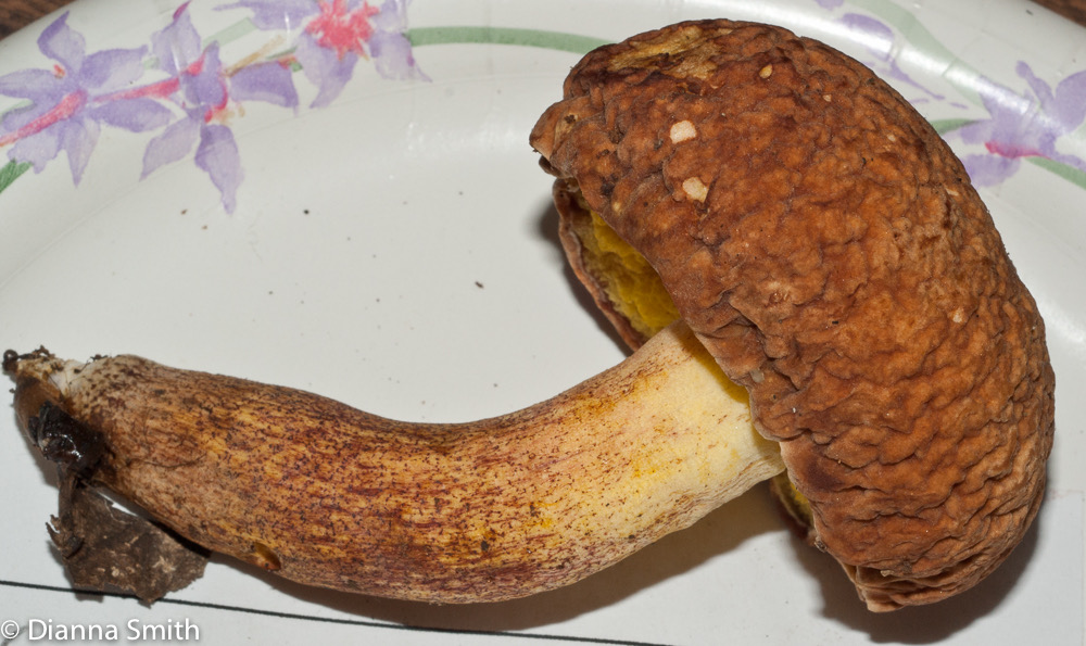 Xerocomus hortonii )Boletus hortonii)03048