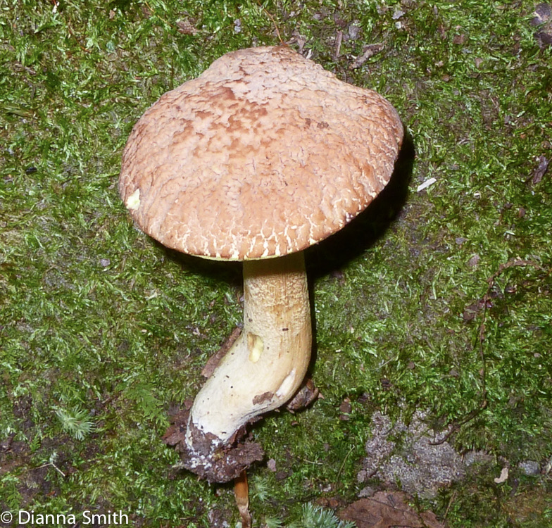 Xerocomus hortonii )Boletus hortonii)1010006
