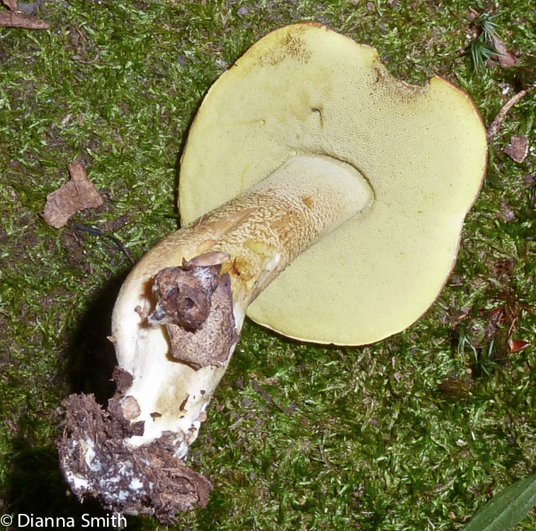 Xerocomus hortonii )Boletus hortonii)1010007
