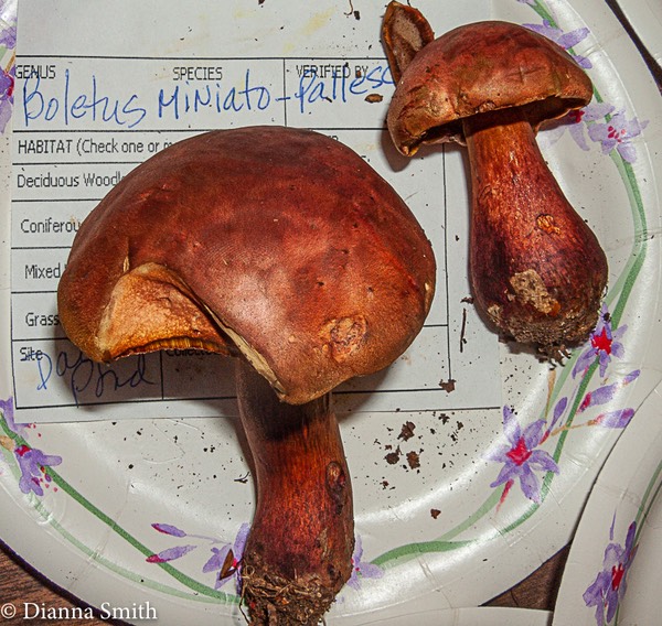 Boletus miniato-pallescens 0143