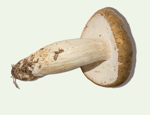 Boletus nobilis 3187