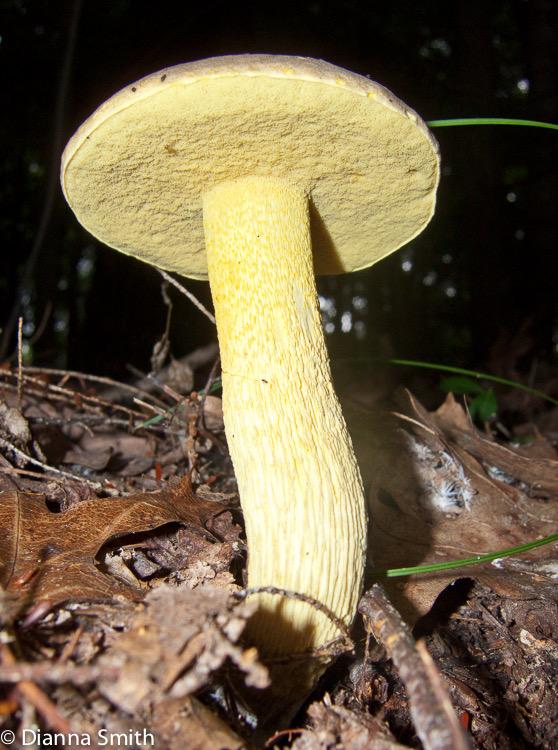 Retiboletus ornatipes (Boletus ornatipes)0094