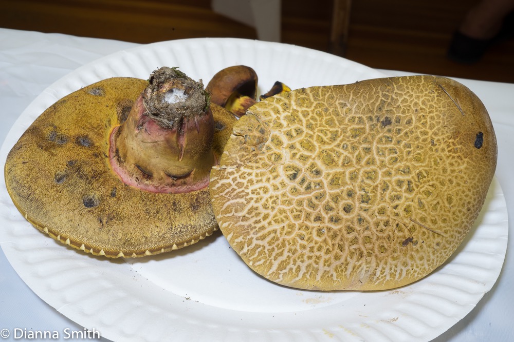 Boletus pseudosensibilis 03591