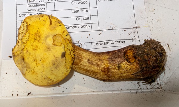 Boletus pseudosulphureus 3182