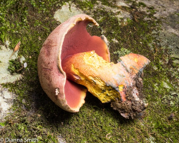 Boletus rhodosanguineus02267