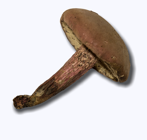 Boletus roseipes 3455