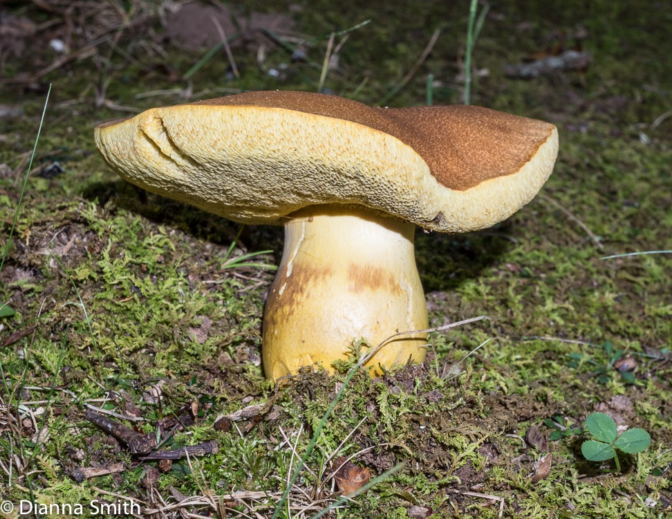 Boletus roxannae02628