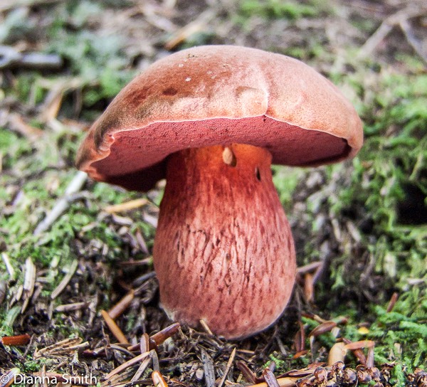 Boletus rubroflammeus 4914