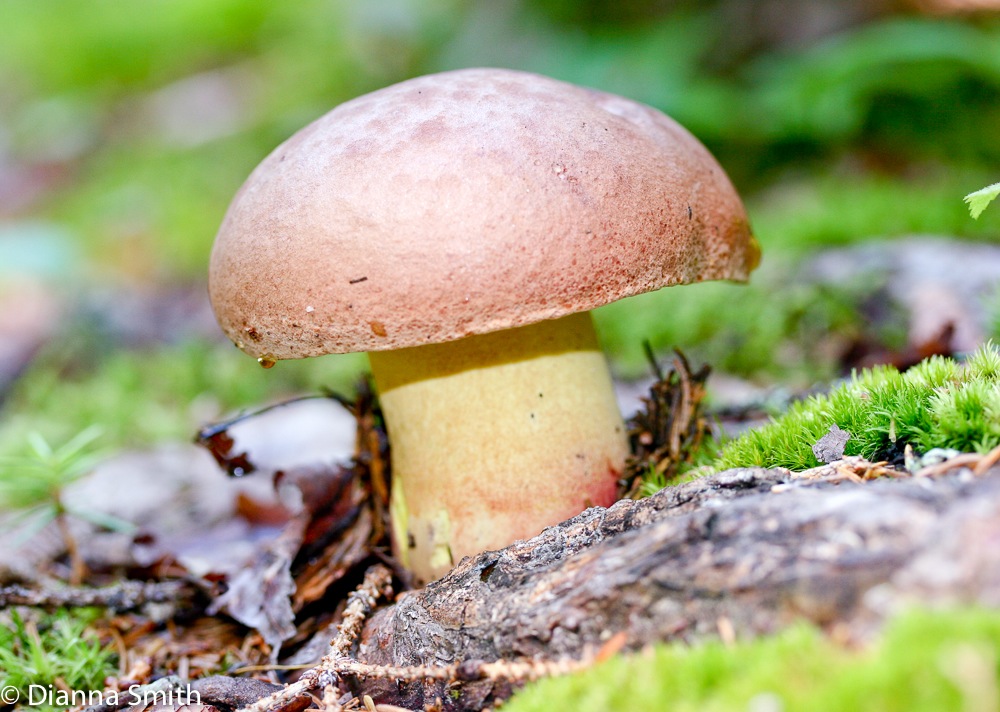 Boletus sensibilis  1229
