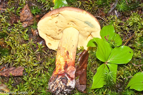 Boletus speciosus02251