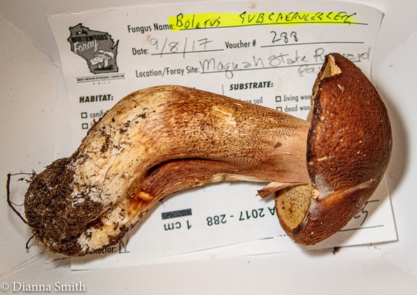 Boletus subcaerulescens 9091029