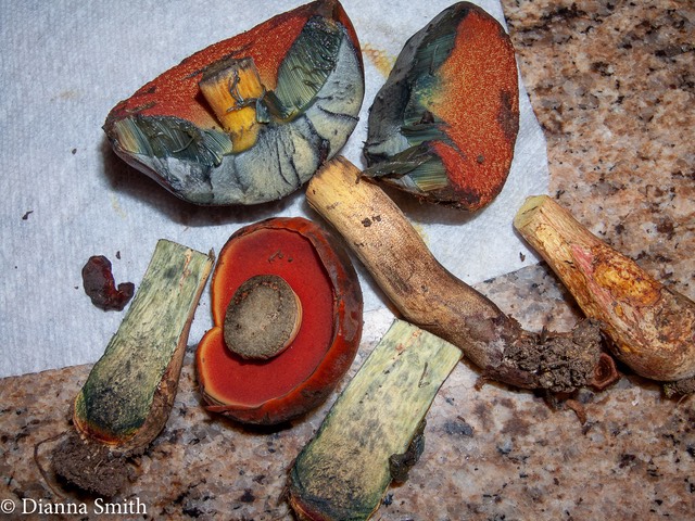 Boletus subluridellus 3222