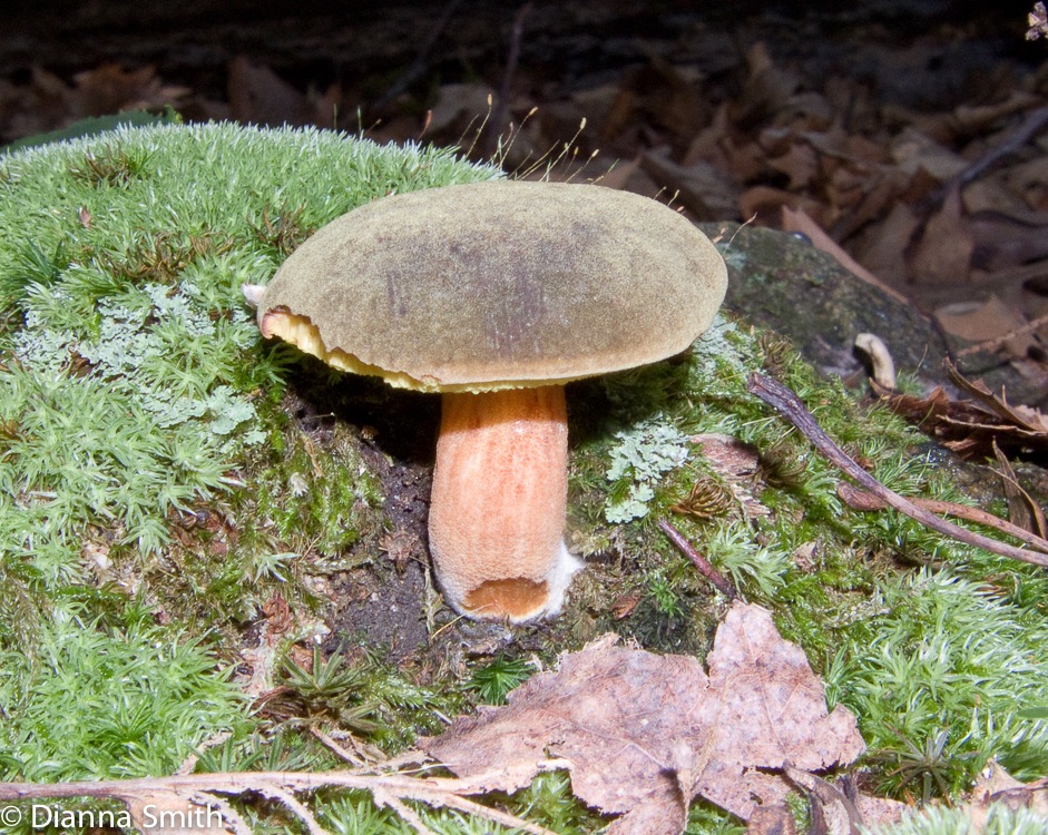 Boletus subtomentosus3007