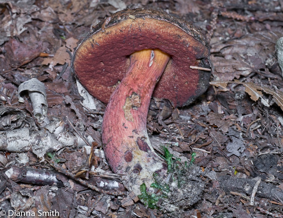 Boletus subvelutipes1010459
