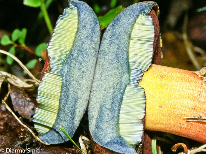 Boletus subvelutipes1703