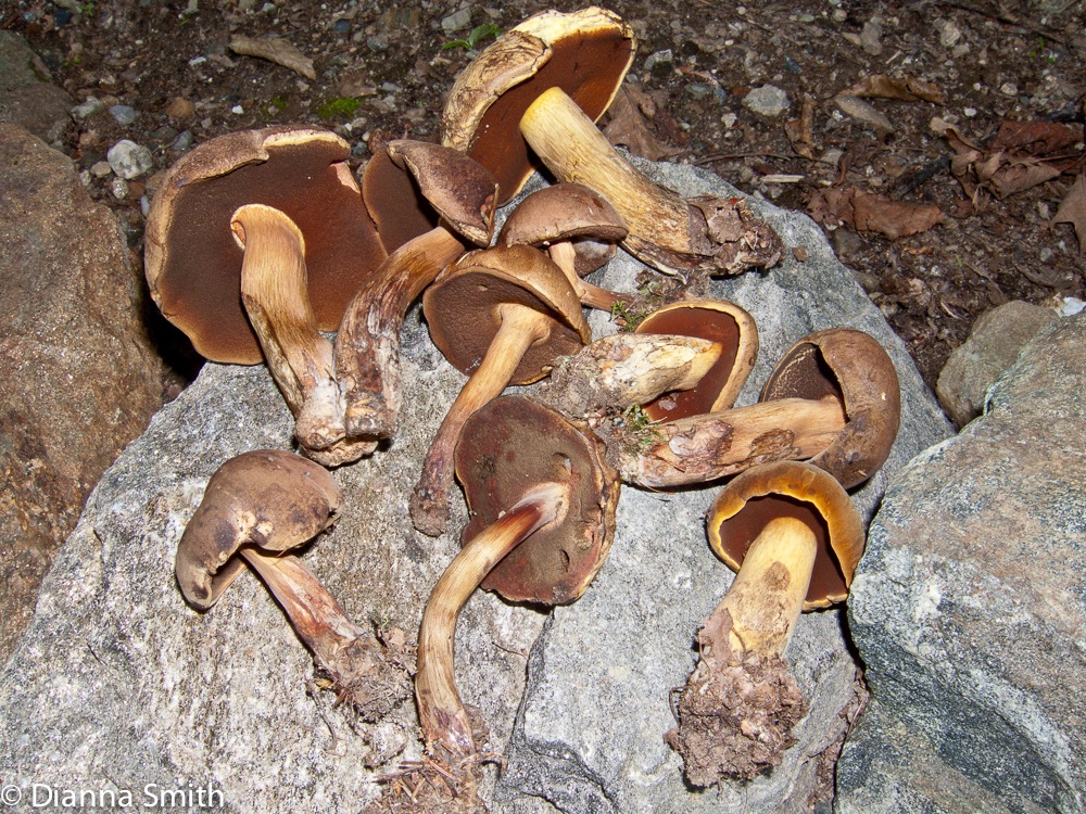 Boletus vermiculosus mb2945