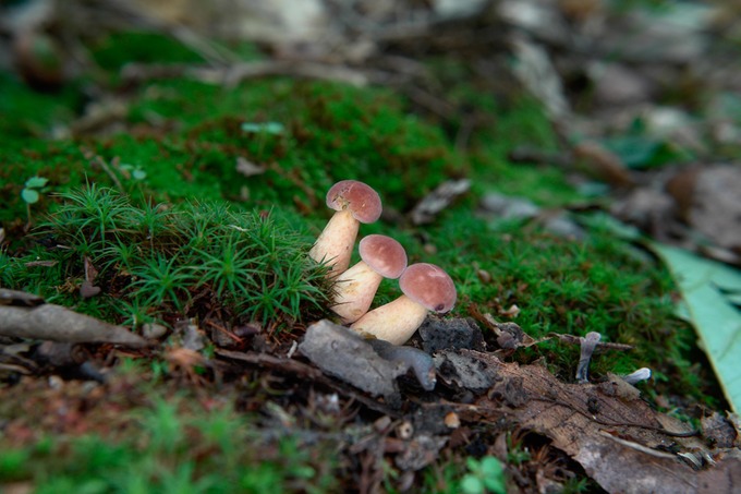 Boletus8041