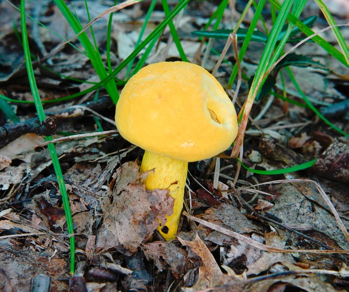 Boletus auripes var. aurrissimus7964
