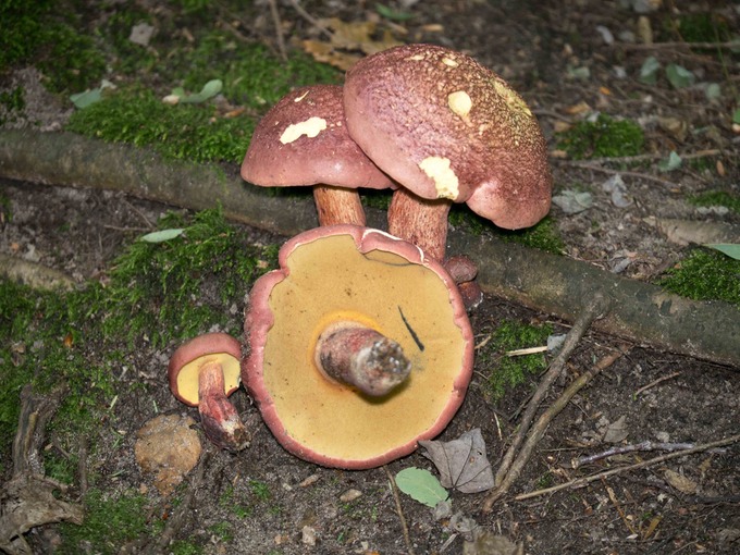 Boletus bicolor1000682