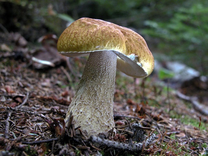 Boletus clavipes7041