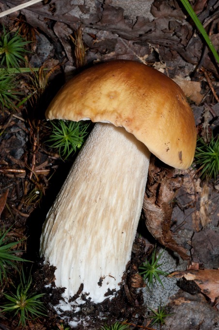 Boletus edulis 02480