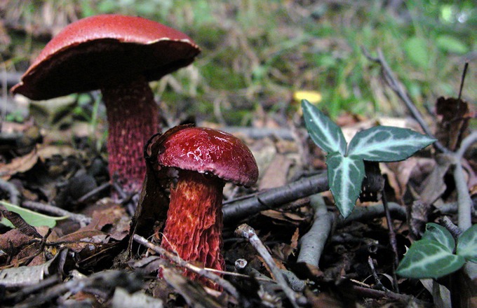 Boletus frostii6097
