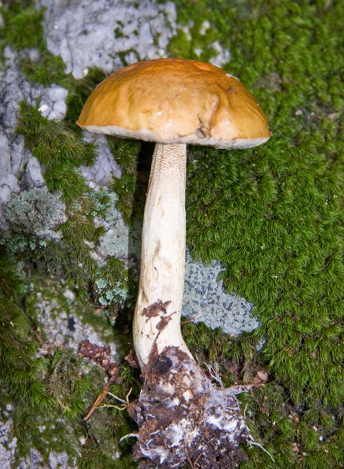 Boletus longicurvipes4398