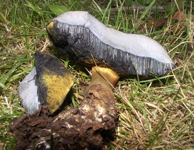 Boletus pulverulentus3130