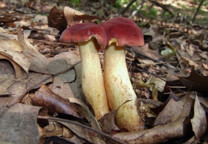 Boletus rose velvet cap4086