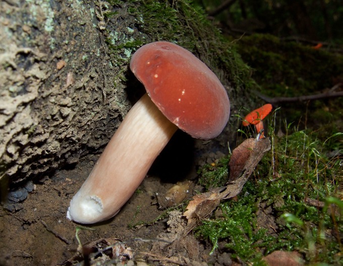 Boletus rubrobrunneus3888
