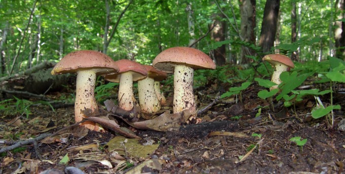 Boletus sensibilis2019