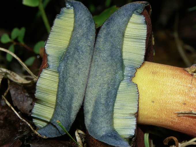Boletus subvelutipes1703