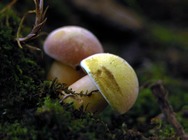 Boletus yellow velvet cap4863