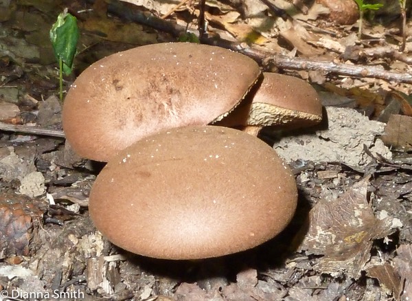 Bothia castenellus1010010